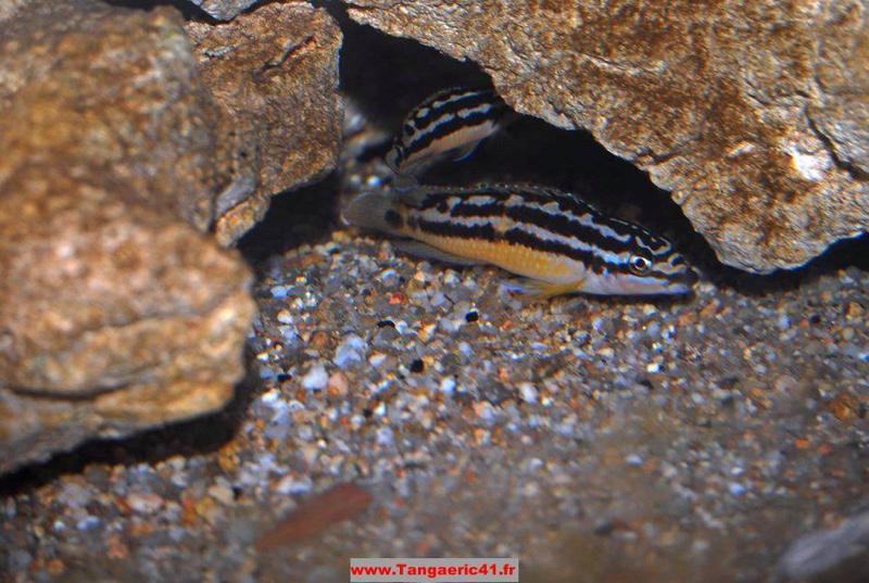 Julidochromis sp. 'ornatus uvira' Uvira